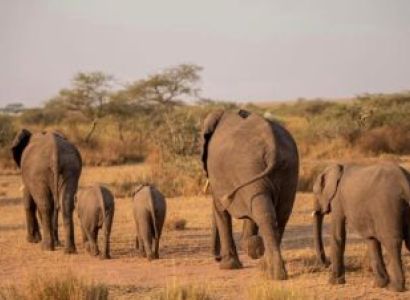 5 Days Thanks Giving Safari Tour