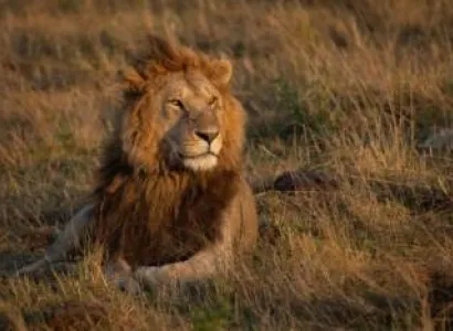 4 Days Suricate Safari Tour