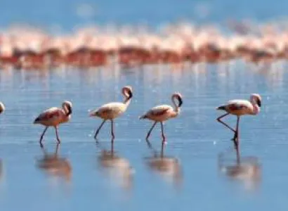 5 Days Flamingo Safari Tour