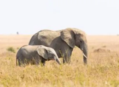 6 Days Elephant Safari Tour