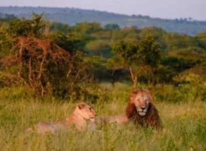 7 Days Lions Safari Tour