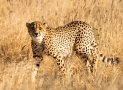 9 Days Majestic Safari Tour