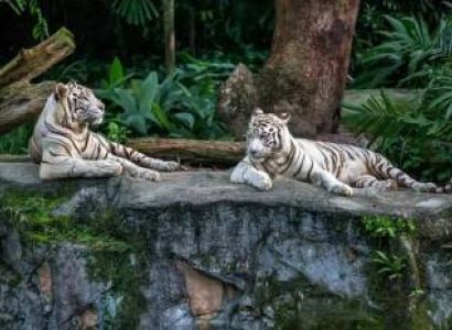 Singapore Explorer 4 Night - 5 Days Tour Package