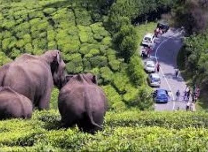 7N Munnar - Thekkady - Alleppey Tour