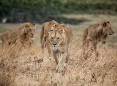 7-Day Incredible Mid-range Tour to Serengeti Wildebeest Migration