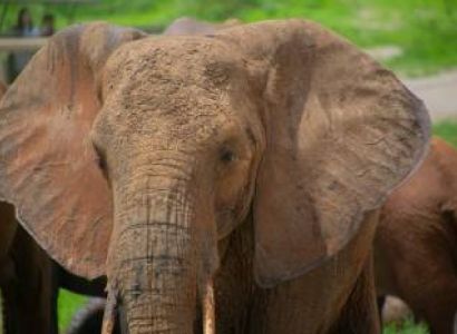 Exclusive Tarangire Private Day Tour