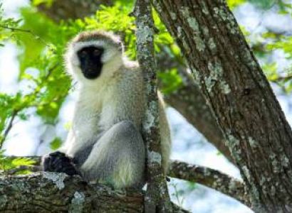 5D Tarangire-Serengeti And Ngorongoro Crater Joining Group Camping Safari Tour