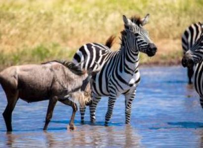6 Days Wildebeest Migration - Joining Group Camping Tour