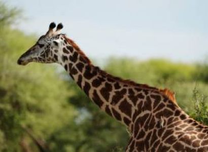 6D Wildebeest Migration Tarangire-Serengeti And Ngorongoro Crater Joining Group Camping Tour