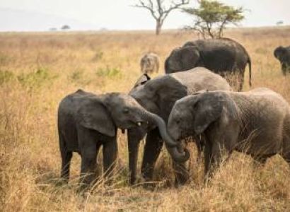 7 Days Camping Tour In Tarangire - Serengeti - Ngorongoro Crater Tanzania