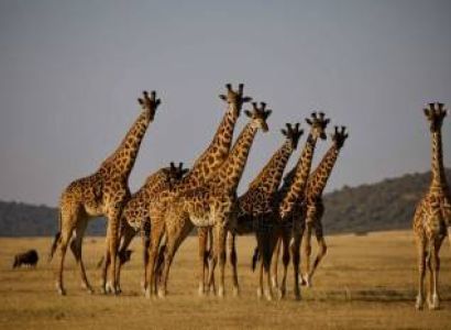 8 Days Classic Sunset And Wildebeest Migration Safari In Tanzania