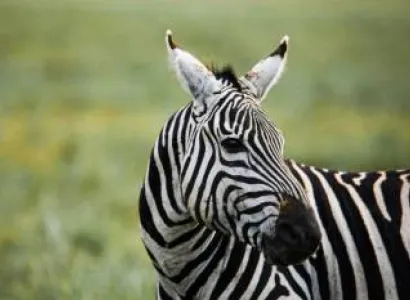 3-Day Northern Migration Safari - Tarangire And Ngorongoro Crater Tour