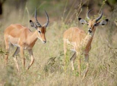 5 Days Lake Manyara - Serengeti And Ngorongoro Crater Lodge Tour