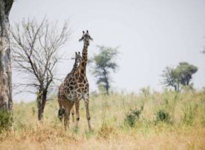5 Day Tanzania Wildlife Mid-Range Lodge Safari Tour