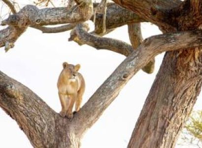 Manyara Tour Packages