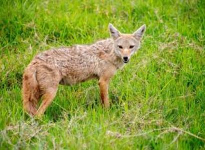 9 Days Private Experience Tanzania Safari - Culture Tour