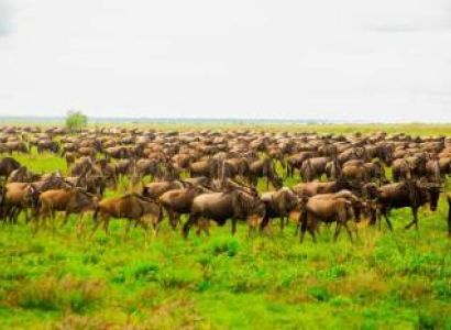 9D Tarangire - Serengeti - Ngorongoro Crater And Lake Manyara Mid-Range Lodge Safari