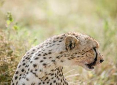 3 Days All Inclusive Luxury Fly Into Serengeti Migration Tour