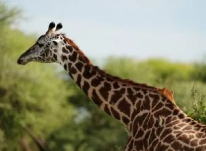 8 Days Fly Out From Serengeti Wildebeests Migration Tour