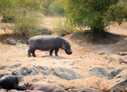 7 Days Group Safari To Serengeti Wildebeest Migration Tour