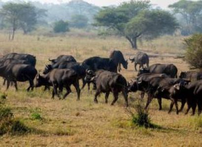 8 Days Group Safari - Tarangire - Lake Manyara - Serengeti - Ngorongoro Tour