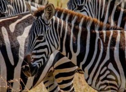 4 Days Safari In Ndutu Tour