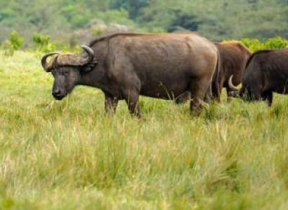 6 Days Migration Northern Serengeti Tour