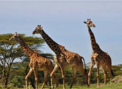 8 Days Wildebeest Tanzania Migration Safari Tour