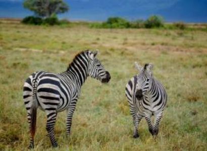 10 Days Safari Calving Migration And Culture Tour