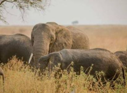 11 Days Migration Kenya And Tanzania Tour