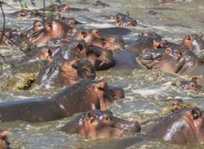 4 Days Private Mara River Crossing Migration In Serengeti Tour