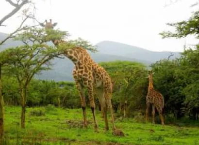 7 Days Private Luxury Serengeti Wildebeest Migration Tour