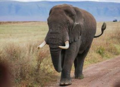 5 Days Big Five Lodge Tour And Cultural Experience