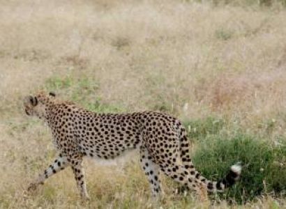 10 Days Great Wildebeest Migration - Lake Natron Tour
