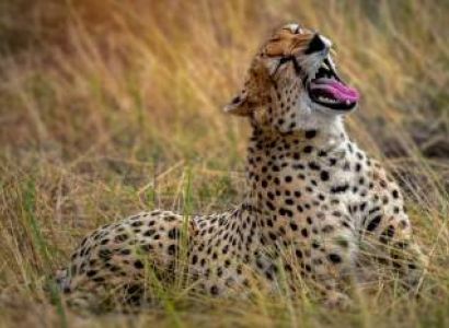 11 Days Tanzania Big Five Private Experience Tour