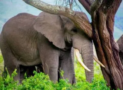 12 Days Tanzania Big Five Private Experience Tour