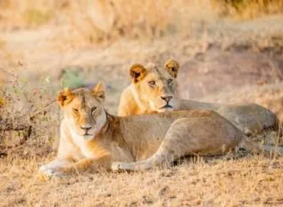 12 Days Tanzania Wildlife - Kilimanjaro And Culture Tour