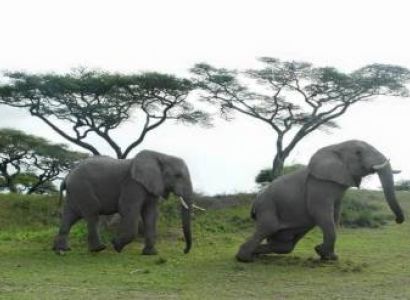 10 Days Kenya And Tanzania Tour