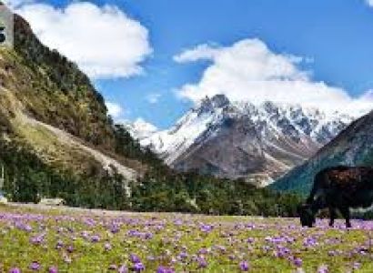Yumthang Tour Packages