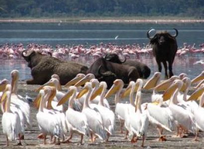 6 Days Safari Lake Nakuru - Lake Baringo - Lake Naivasha - Masai Mara Tour