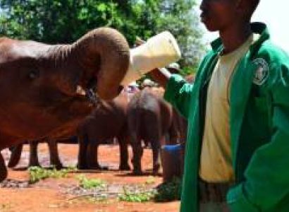 David Sheldrick Elephant Orphanage Tour