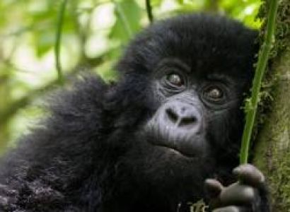 5 Days Ol Pajeta - Maasai Mara - Encounter The Chimps Tour