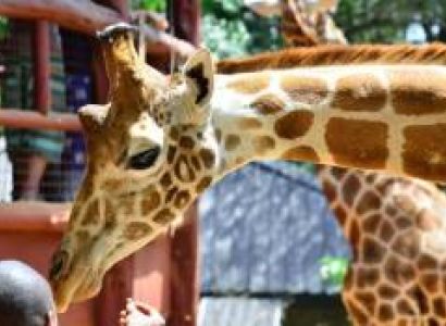 One Day Giraffe Centre Tour Package