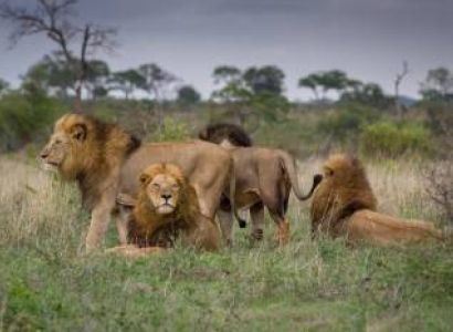 4 Days Nakuru Masai Mara Safari - The Lion King Tour
