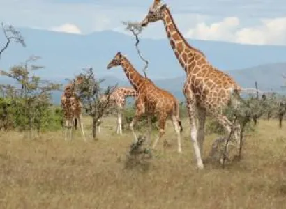 8 Days Sweet Waters - Samburu - Nakuru - Naivasha - Masai Mara Tour