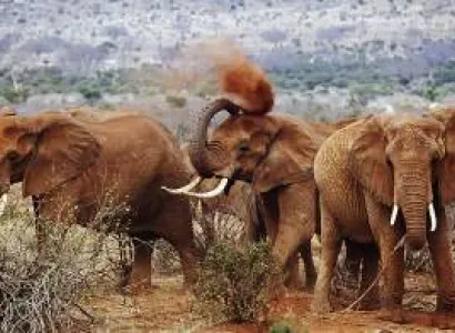 10-Days Ruaha To Nyerere National Park Safari And Zanzibar Experience Tour
