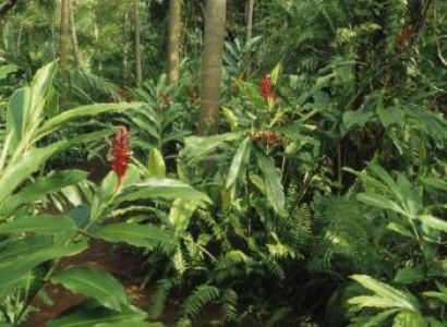 Thekkady Tour Packages