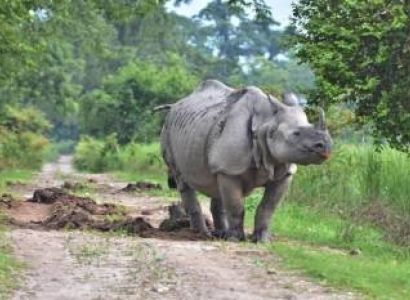 Shillong and Kaziranga Tour Package for 5 Nights and 6 Days