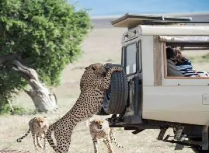 Lion King Tanzania Safari 3 Days - 2 Nights Tour