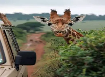 Hakuna Matata Tanzania Safari 3 Days - 2 Nights Tour